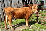 Small Jersey Hereford cross cow.