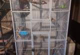 Parakeets with large cage