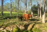 Cow/ calf pair