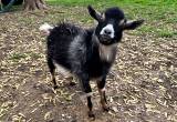 9 mo old Nigerian Dwarf Buck Goat