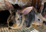 20 Baby bunnies / New Zealand Rabbits