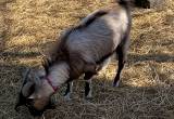 nigerien dwarf billy goat