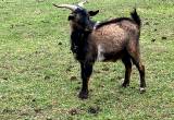 For Sale Billy Goat