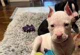 Xl Bully pups looking for new homes