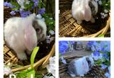 beautiful Holland lop bunnies 🐰