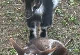 young Nigerian/ pigmy goats