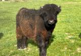 Scottish Highlannd Bull Calf