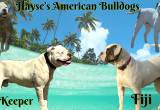 NKC American Bulldogs waiting list 2