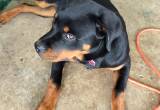 four month old female Rottweiler