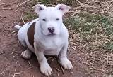 Red n white male bully puppy with abkc