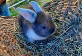 Male Holland Lop Baby Rabbit