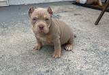 american bully puppys for sale