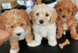 Goldendoodle puppies
