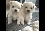 Pure Maltese puppies