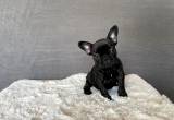 AKC Frenchies - 9 Weeks Old