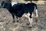 Holstein cross dairy cow