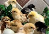 Bantam Cochin Chicks New Hatch!
🐥🐣🐥