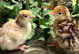 2 Turkey Chicks/ poult