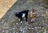 Two baby goats 1nanny 1 billy