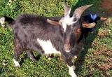 2 male goats 1 year old