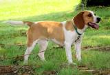 Sweet Beagle Looking For Forever Home