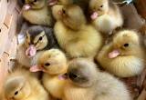 Call Duck Babies Are Here
🐥🐣🐥🐣🐥🐣