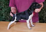AKC German Shorthaired Pointers