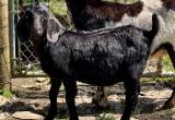 Boer Billy Goat