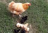 2 Hens w/ new baby chicks