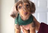 miniature female dape dachshund
