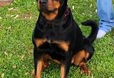 Rehoming 2 yr old rottweiler female