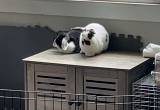 Two Holland Lop Female Bunnies with Cage