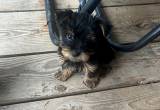 Yorkie Male Puppies