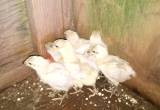 6 lavender orpington chicks
