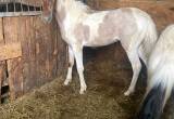 TWHBEA registered red roan & white filly