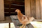 Red Star Pullets