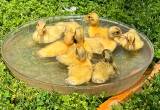 Welsh Harlequin Ducklings