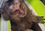 Marmoset (finger monkey) for sale.