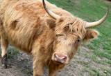 mini highlander bred cow