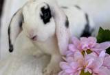 Mini Plush Lop Bunny Rabbits