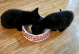 2 little Black Kittens 😸