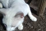 Free White Female Cat--Great Hunter!
