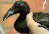Duckling / Baby Duck