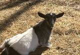 Pygmy Billy Goats.