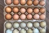 Fertile Hatching Eggs