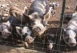 Come get them! 5 kune x pigs