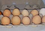 barnyard mix HATCHING eggs