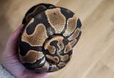Normal morph ball python