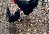 Jersey Giant Rooster & Hens