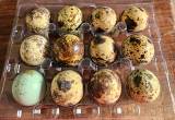 fertilized jumbo coturnix quail eggs